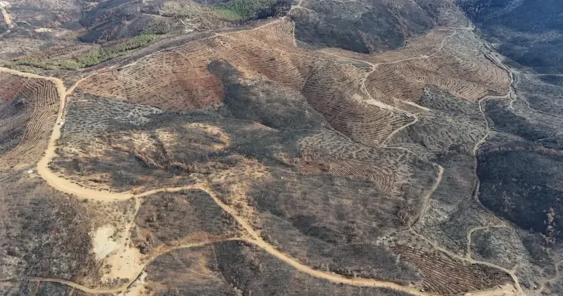 Bursa da yanan ormanlara 8 ayda 2 milyon fidan Bursa Haberleri