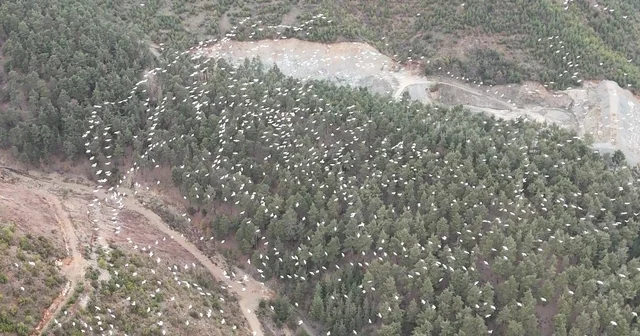 Mersin de ak pelikanların dansı görsel şölen sundu Mersin Haberleri