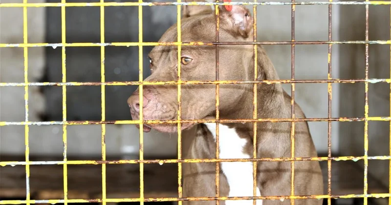 2 çocuğu yaralayan pitbullun sahibi hakkında iddianame düzenlendi