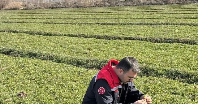 Iğdır da yonca tarlalarında yonca hortumlu böceği ile mücadele Iğdır Haberleri