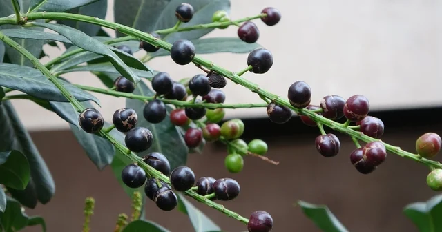 Karayemiş ağacı mevsimine 3 ay kala meyve verdi: Tadı çok güzel Ordu Haberleri