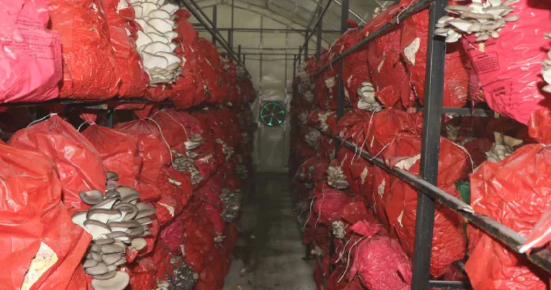 Beş çadırda yılda 60 ton hasat ediyorlar: Samsun, Ordu ve Trabzon almak için sırada bekliyor