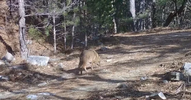 Uludağ da Altın Çakallar fotokapana yakalandı Bursa Haberleri