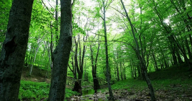 Atatürk Ormanı’nın dibine otel yapacaklar Sözcü Gazetesi