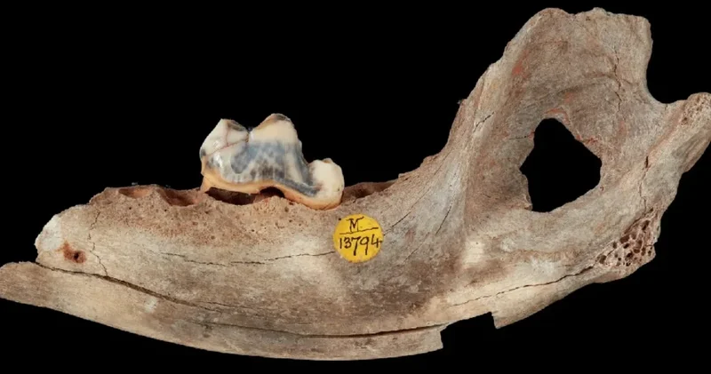 Türkiye de bulundu: 16 bin yıl önce tarihin ilk evcilleştirilen köpeği