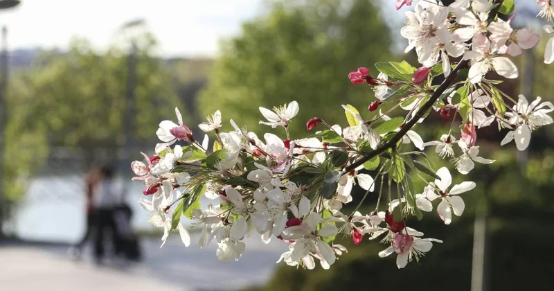 Baharda sıcaklıklar normallerin üzerinde olacak