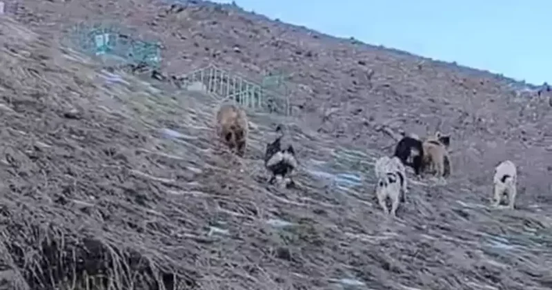 Yer: Hakkari! Çoban köpekleri ayıları kovaladı: İlginç anlar anbean kamerada