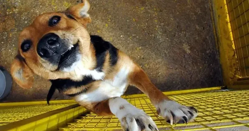 En eski köpek DNA sı Türkiye de bulundu