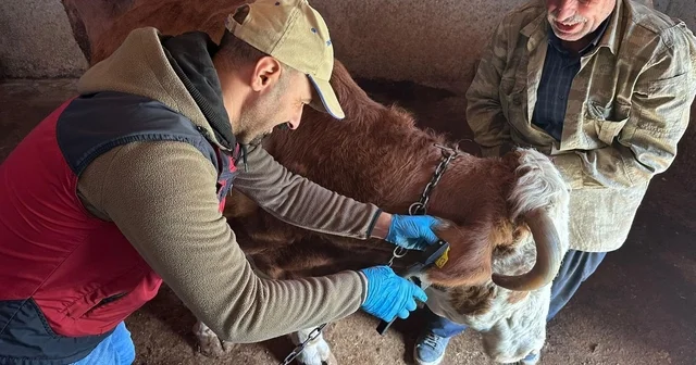 Tunceli de şap aşılama kampanyası sürüyor Tunceli Haberleri
