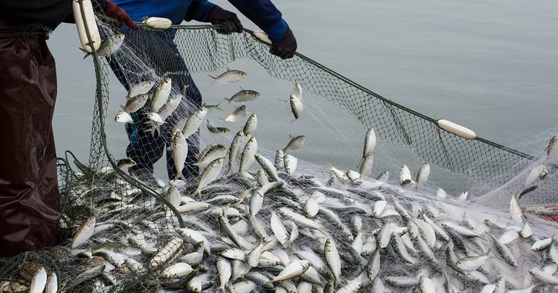 Su ürünleri sektörü 2026 da yeni rekor bekliyor