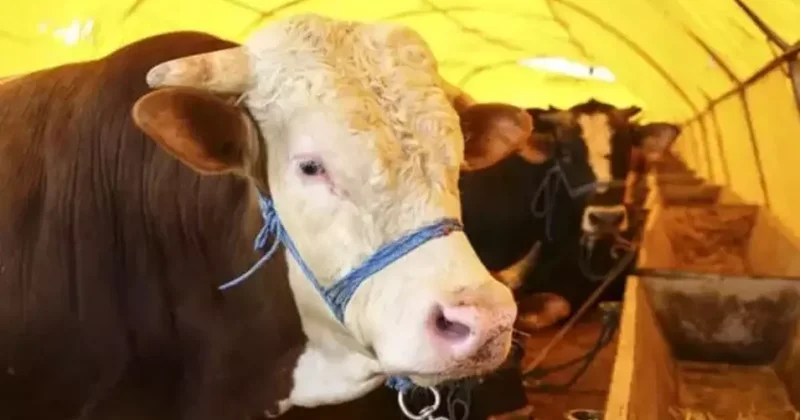 Kurbanlık pazarlıkları başladı: Fiyatlardaki yükseliş dikkat çekti