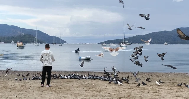 Marmaris te güvercinler kışın boşalan sahili mesken tuttu Alay halinde hareket eden güvercinler renkli görüntüler oluşturuyor Muğla Haberleri
