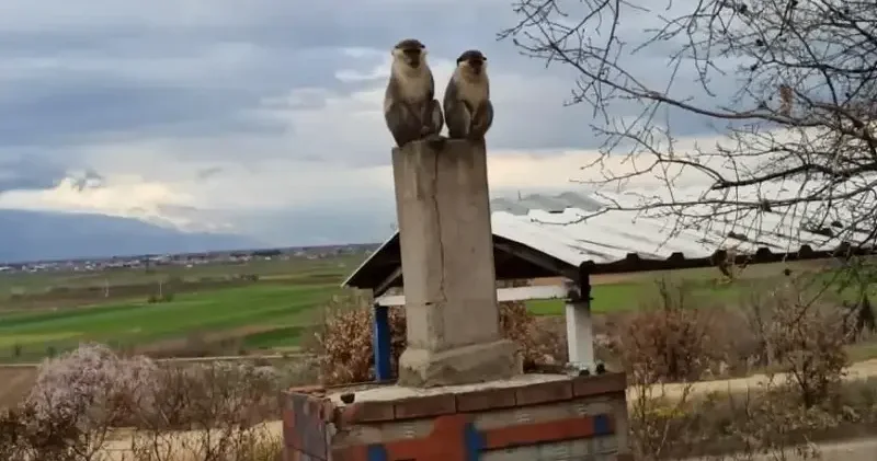 Denizli’de sıra dışı olay: Ağaçta gördükleri şey şaşkına çevirdi Gündem Haberleri