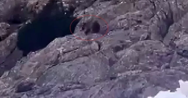 Kış uykusundan uyandı, kar üstünde yiyecek aradı Şırnak Haberleri