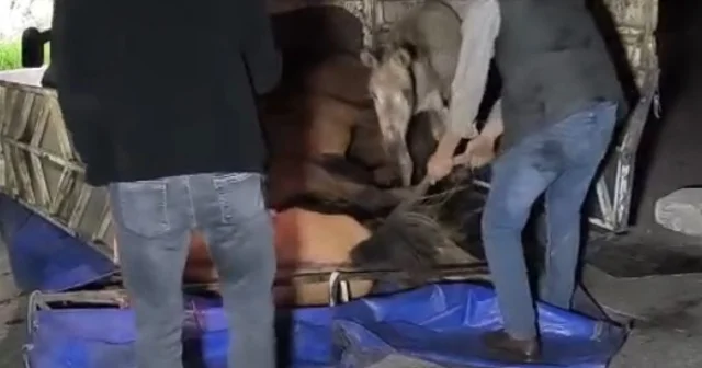 Devrilen kamyonetin kasasındaki eşekler yaralandı Adana Haberleri