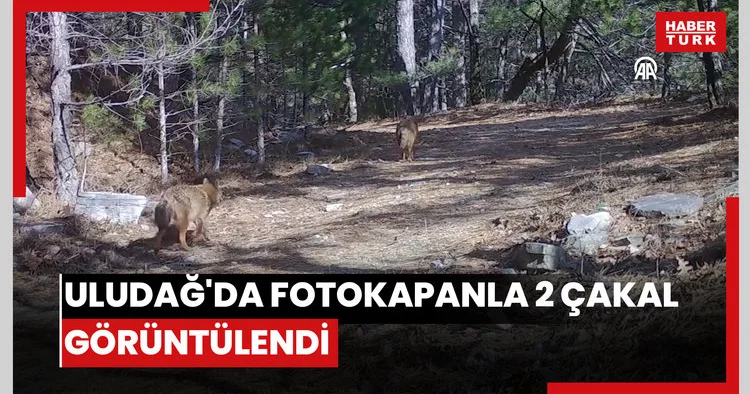 Uludağ da fotokapanla 2 çakal görüntülendi