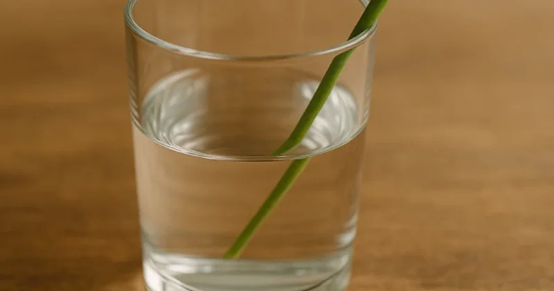 Fiyatı 60 liraya çıkınca herkes bardakta hasat ediyor: 1 kökten 10 tane çıkıyor Sözcü Gazetesi