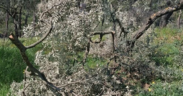 Aydın da 700 incir ve zeytin ağacı kesildi Aydın Haberleri