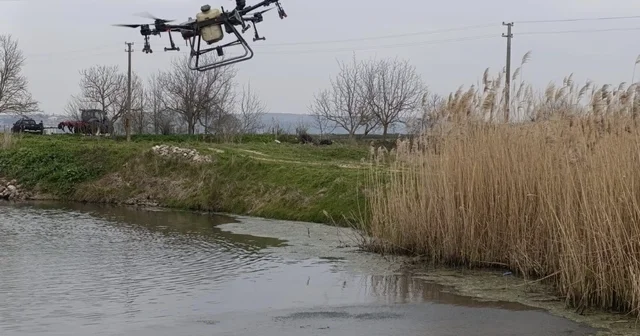 Manyas ta sivrisinek ile mücadele seferberliği Balıkesir Haberleri