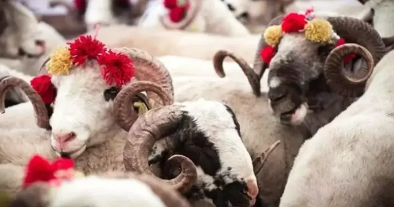 Kurban Bayramı tarihi 2026 Kurban Bayramı tatili kaç gün olacak?