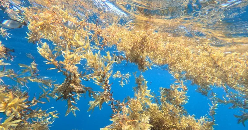 Adı deniz ama hiç bir ülkeye kıyısı yok: Esrarengiz suların altın yağmur ormanı Sözcü Gazetesi