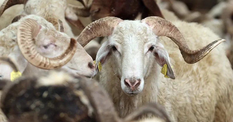 Kurban öncesi şefkat ve hijyen uyarısı