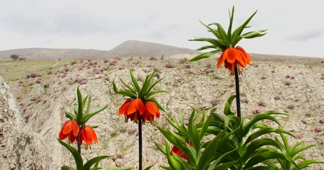 Afşin de ters laleler açtı: Koparana 700 bin TL ceza Kahramanmaraş Haberleri