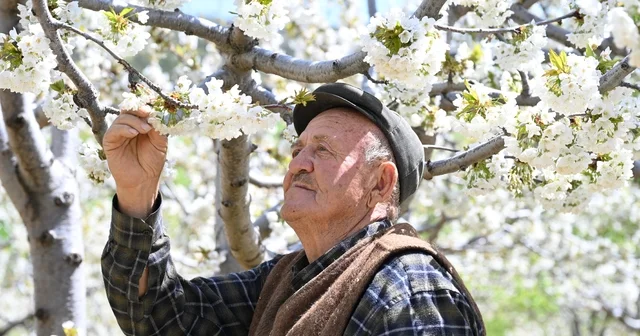 Demirci de 800 bin kiraz ağacı çiçek açtı Manisa Haberleri
