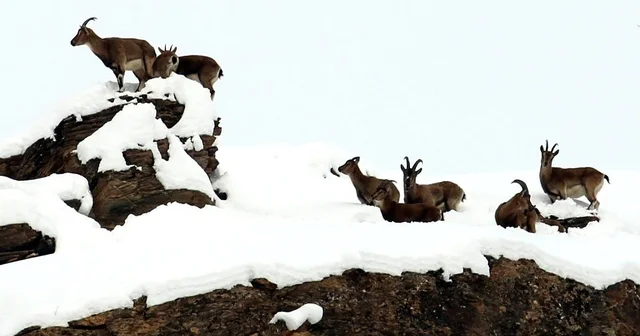 Zirvesi karla kaplı dağda gezinen dağ keçileri havadan görüntülendi Erzincan Haberleri