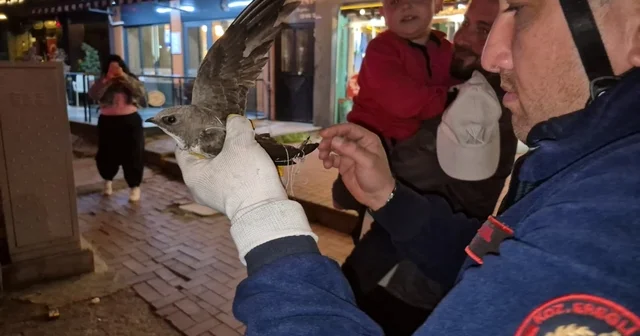 İpe dolanan ebabili kurtarmak için cadde trafiğe kapatıldı Zonguldak Haberleri