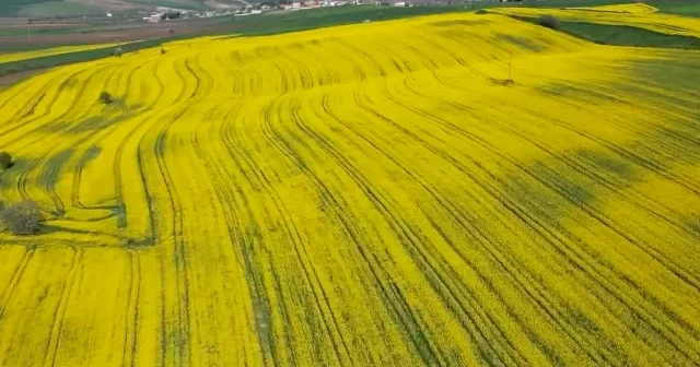 Tekirdağ’da doğanın renk tablosu: Sarı ve yeşil tarlalarda buluştu VİDEO İZLE