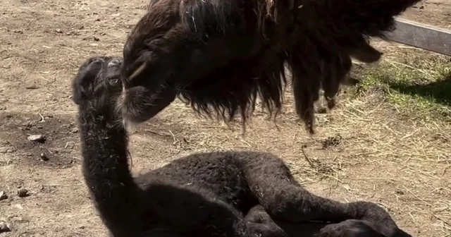 Ormanya da doğan yavru deve için renkli kutlama Yavru deve Ormanya nın neşe kaynağı oldu Kocaeli Haberleri