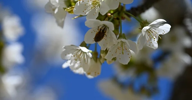 Coğrafi tescilli Demirci kirazında hedef 20 bin ton rekolte Manisa Haberleri