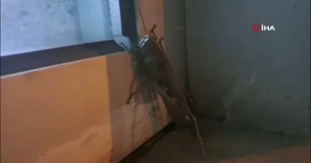 Diyarbakır da dev etçil çekirgenin boyutu şaşkınlık yarattı