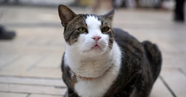 Çarşının 10 kiloluk Prens i Ağır yaralı halde hayata tutunmuştu, esnafın göz bebeği oldu Çantacıdan peynircisine, kasabından tamircisine herkes onu tanıyor Kocaeli Haberleri