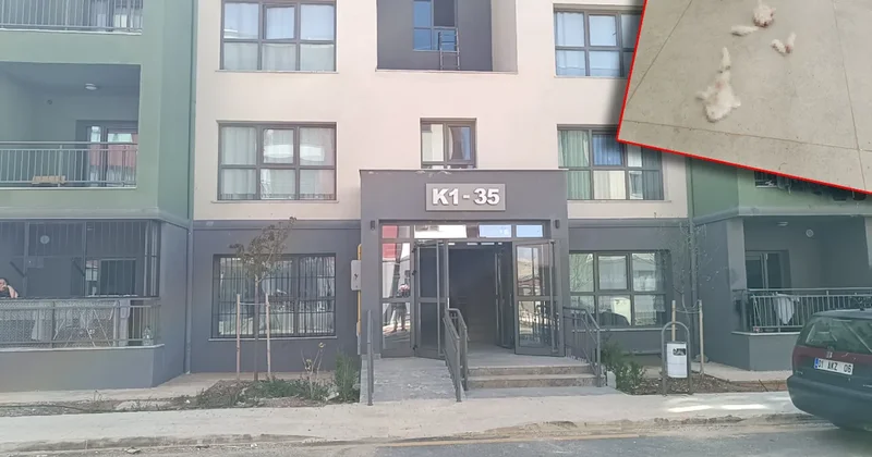 Adıyaman da kan donduran görüntü: Yavru kediyi paramparça etmişler Sözcü Gazetesi