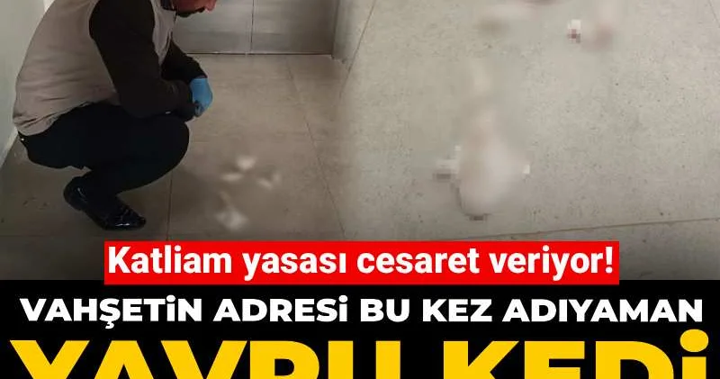 Katliam yasası cesaret veriyor! Vahşetin adresi bu kez Adıyaman: Yavru kedi parçalanmış halde bulundu