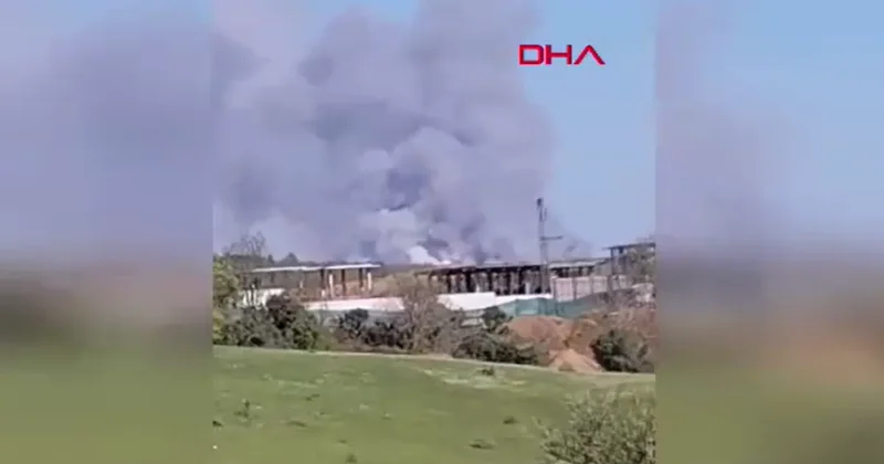 SON DAKİKA: Beykoz da orman yangını! Müdahaleler sürüyor