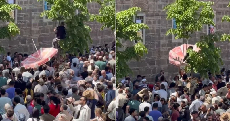 Mesir macunlarını yakalayabilmek için dondurma şemsiyesi açtı