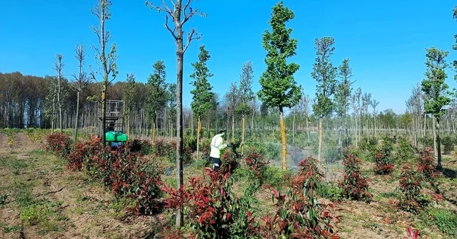 Üretim fidanlığında bitkiler hastalıklara karşı korumaya alındı Kocaeli Haberleri