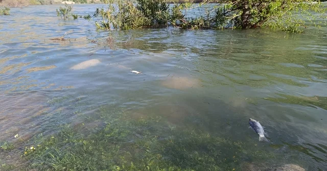 Dicle Nehri nde balık ölümleri tedirgin etti Şırnak Haberleri