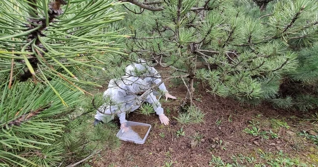 Doğanın sessiz kahramanları görev başında Terminatör böcekler çam ormanlarını korumak için doğaya salındı Bursa Haberleri