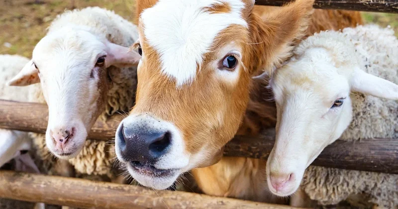 Diyanet İşleri Başkanlığı uyardı: Kurbanlığın önünde bıçak bilemeyin