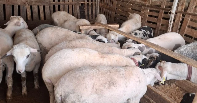 Çeşme sakızı ile Fransız koçunu birleştirdi, verimi katladı Bursa Haberleri