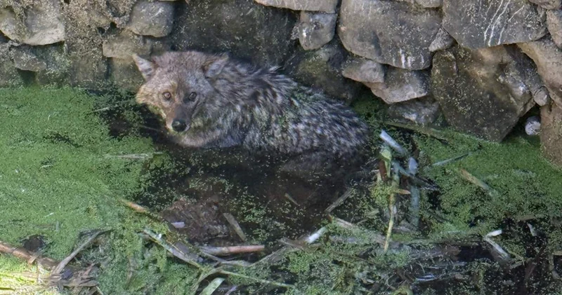 Balıkesir de kuyuya düşen tilkiyi itfaiye ekipleri kurtardı