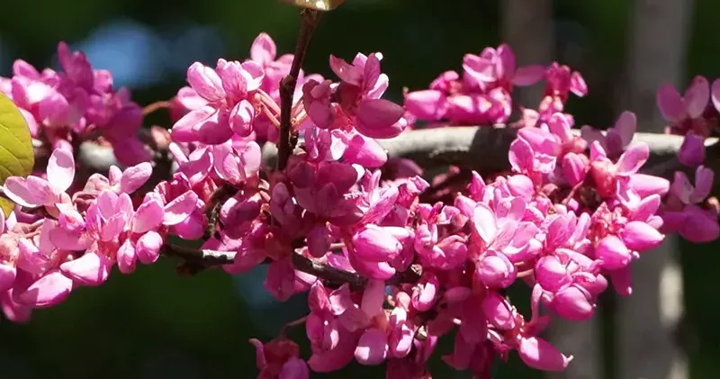 Baharın habercisi erguvanlar İstanbul da görsel şölen oluşturdu