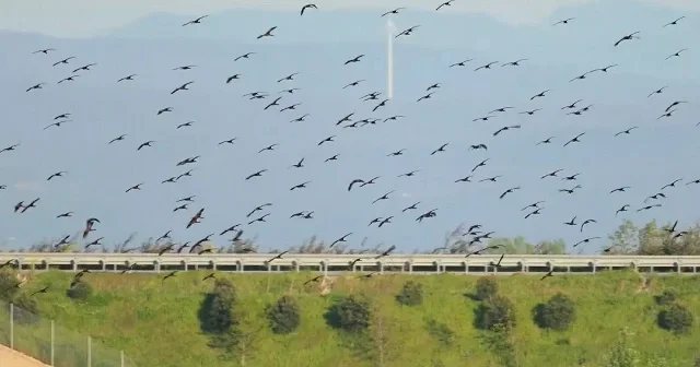 Karacabey de taşkınlar kuş cennetine dönüştü: Tarım arazilerinde görsel şölen oluştu VİDEO İZLE