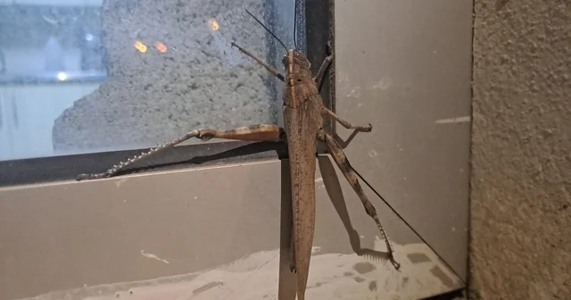 Gören bir daha baktı, boyutu şaşkınlık oluşturdu Diyarbakır Haberleri