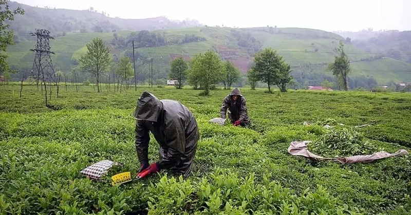 Kadro bekleyenlere müjde! Binlerce personel için sınır kaldırıldı