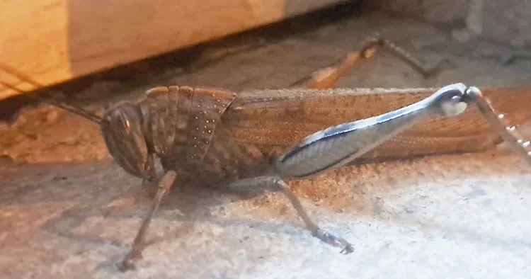 Diyarbakır da ortaya çıktı! Görüp de ürkmemek mümkün değil: Devasa boyutta ve etçil bir tür